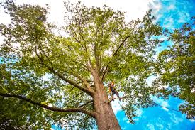 Reliable Abernathy, TX Tree Care Services Solutions