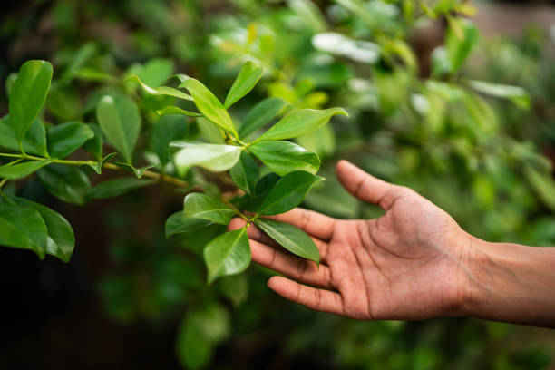 How Our Tree Care Process Works  in  Abernathy, TX